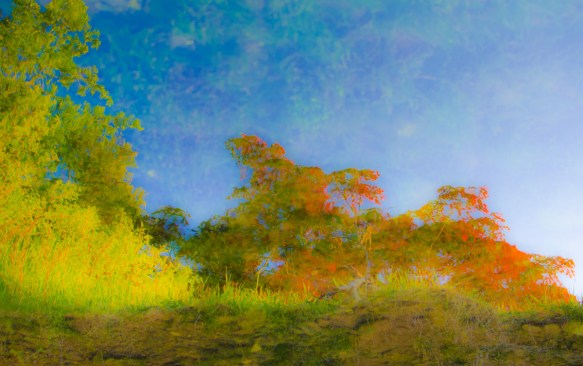 Wild as this image may seem, it actually originated as a reflection in a creek. The "sky" is the creek bed viewed through flowing water. The image was flipped horizontally and the colour enhanced. Taken on location in Baya Exotica.